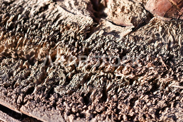 صورة مقربة لجذع النخله ، مزارع النخيل في المملكة العربية السعودية ، التشجير ، جذع شجرة النخيل