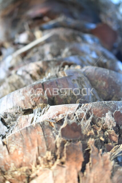 صورة مقربة لجذع النخله ، مزارع النخيل في المملكة العربية السعودية ، التشجير ، جذع شجرة النخيل