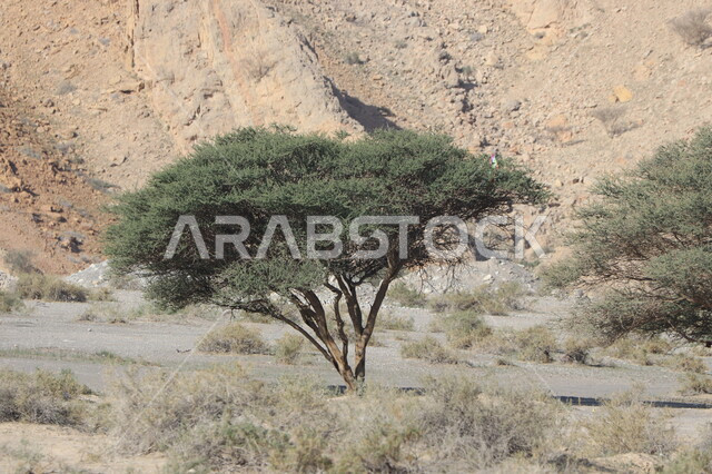 صورة مقربة لشجرة السمر في صحاري الخليج العربي، مناطق جافة، شجرة السمر، الطبيعة الصحراوية الجافة في الخليج العربي، اشجار المناطق الجافة