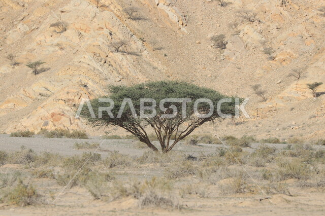 صورة مقربة لشجرة السمر في صحاري الخليج العربي، مناطق جافة، شجرة السمر، الطبيعة الصحراوية الجافة في الخليج العربي، اشجار المناطق الجافة