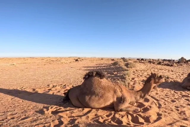 جمل عربي في صحراء الربع الخالي السعودية
