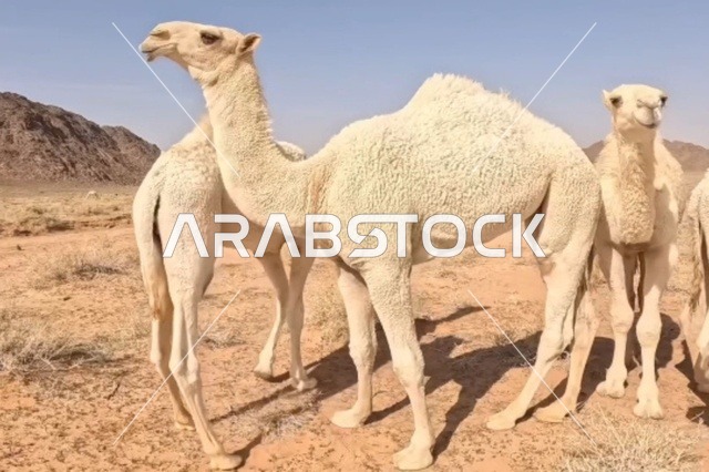 إبل عربية بيضاء في صحراء المملكة العربية السعودية