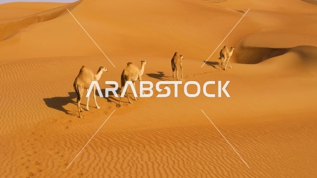 قافلة جمال في رمال وهيبة بصحراء عُمان