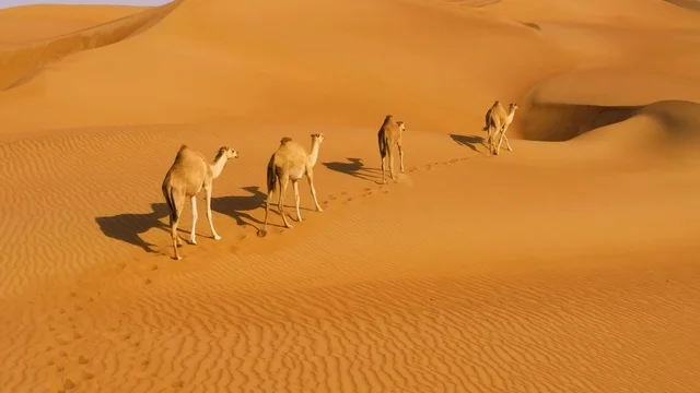 Camel Caravan in Wahiba Sands Oman Desert