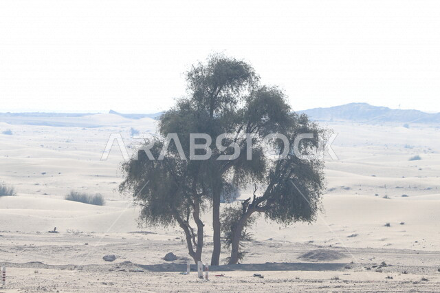صورة مقربة لشجرة الغاف في صحراء دبي بالامارات العربية المتحدة، شجرة الغاف، الطبيعة الصحراوية في الإمارات