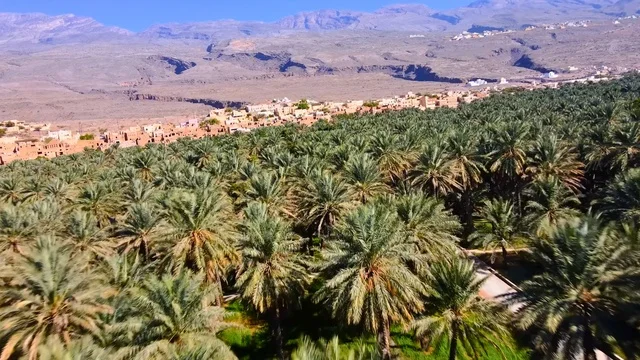 Al Hamra Oasis Oman Palm Trees Hajar Mountains