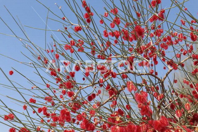 صورة مقربة لشجرة الأرطاة، الأشجار والنباتات في المملكة العربية السعودية، خلفية للطبيعة، زراعة الأشجار والنباتات الطبيعية
