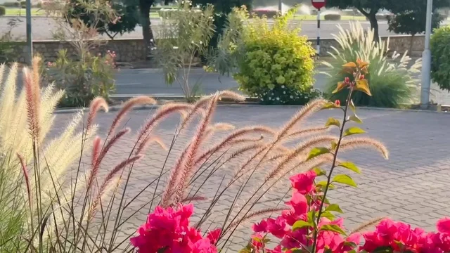 Pink Bougainvillea Garden in Muscat Oman