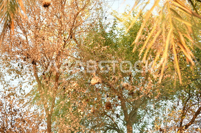 صورة مقربة لأشجار كبيرة مزروعة في الحقل الزراعي بالمملكة العربية السعودية ، أشجار ومحاصيل زراعية ، أراضي زراعية ، أوراق الشجر