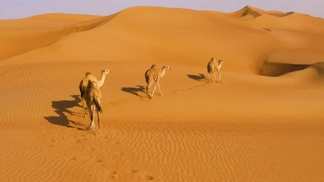 Wahiba Sands in Oman – The beauty of the golden desert and camel caravans