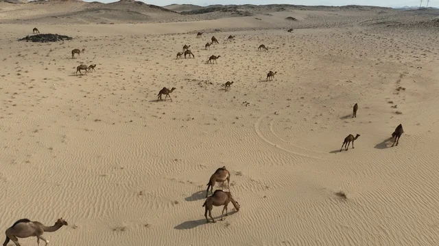 A group of camels in the desert of Saudi Arabia, the beauty of purebred Arabian camels, the nature of the sands in the Kingdom of Saudi Arabia.