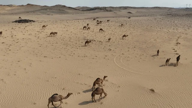 A group of camels in the desert of Saudi Arabia, the beauty of purebred Arabian camels, the nature of the sands in the Kingdom of Saudi Arabia.