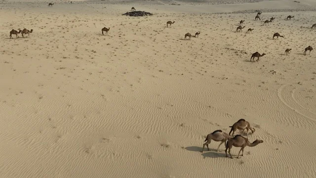 A group of camels in the desert of Saudi Arabia, the beauty of purebred Arabian camels, the nature of the sands in the Kingdom of Saudi Arabia.