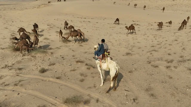A group of camels in the desert of Saudi Arabia, the beauty of purebred Arabian camels, the nature of the sands in the Kingdom of Saudi Arabia.