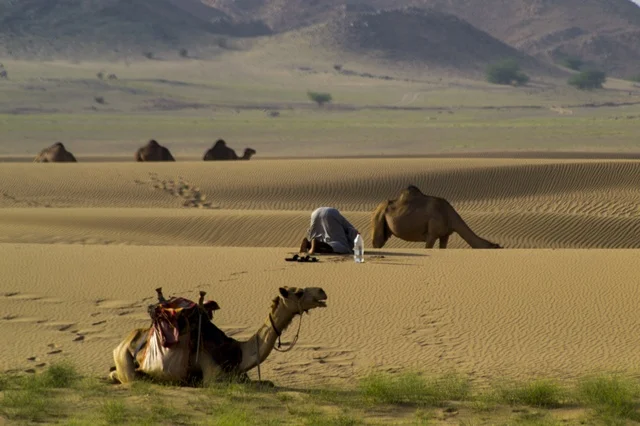 Muslim Man Praying Near Camels in Makkah Saudi Desert