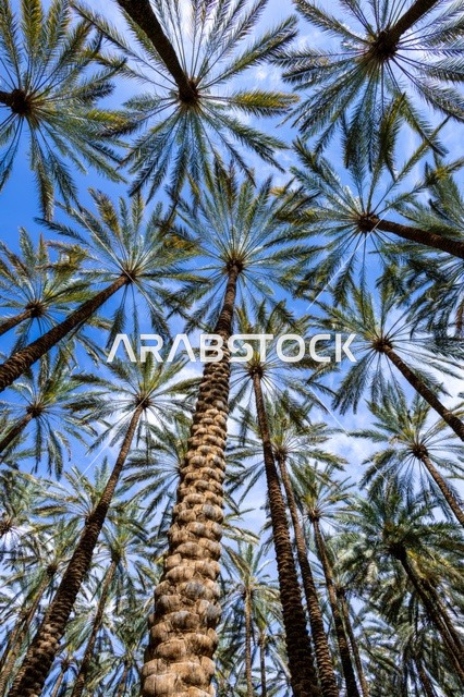 Date Palm Trees in AlUla Farms Saudi Arabia