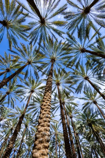 Date Palm Trees in AlUla Farms Saudi Arabia