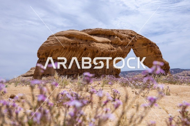 صخرة قوس قزح في العلا مع الزهور البرية