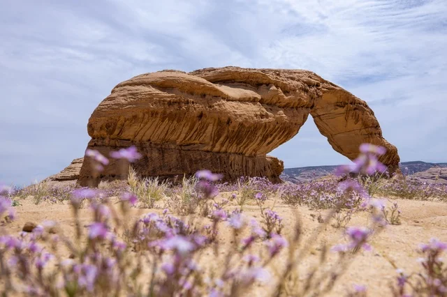 صخرة قوس قزح في العلا مع الزهور البرية