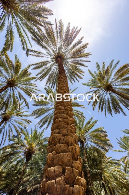 Tall Date Palm Trees in AlUla Farms Saudi Arabia