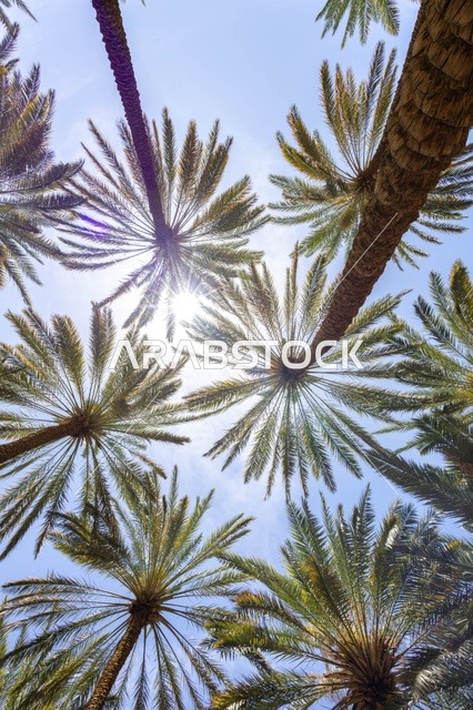 AlUla Date Farm Palm Trees Low Angle View