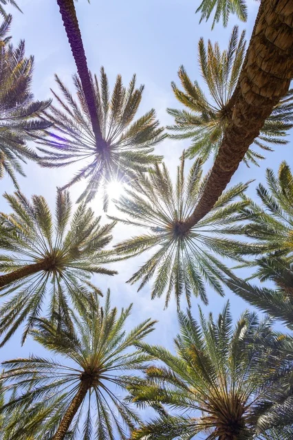 AlUla Date Farm Palm Trees Low Angle View