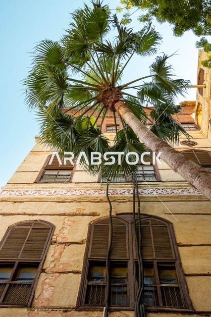 Palm Tree and Historical Building in Al Balad Jeddah