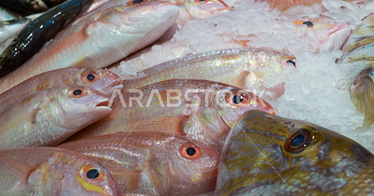 Closeup of fresh fish in Mina Zayed City, Abu Dhabi, United Arab