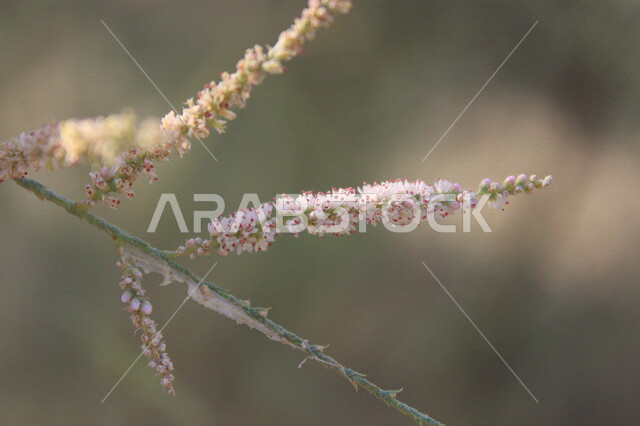 صورة مقربة لزهرة شجرة الأثل في مدينة دبي بالامارات العربية المتحدة، الطبيعة في دبي، زهرة شجرة الأثل الجميلة، زراعة الأشجار، خلفية الطبيعة