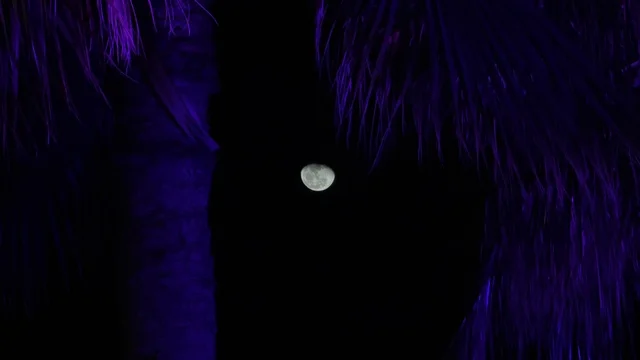 القمر في واجهة الدمام البحرية مع إضاءة بنفسجية ليلية