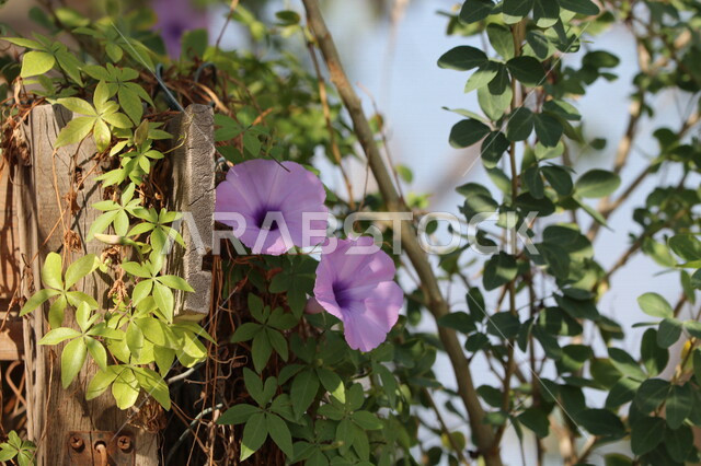 Set El Hassan flowering tree, blooming flowers, herbaceous plant, planting natural flowers and roses, nature background
