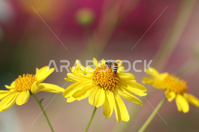 صورة مقربة لنحلة تقوم بتلقيح زهرة، تلقيح الزهور، الازهار والورود الطبيعية، زهور صفراء متفتحة، خلفية الطبيعة