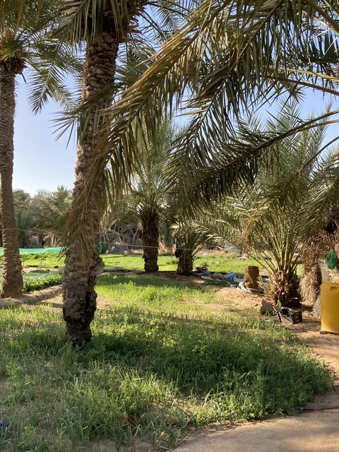 مزارع النخيل في مدينة بريدة بمنطقة القصيم