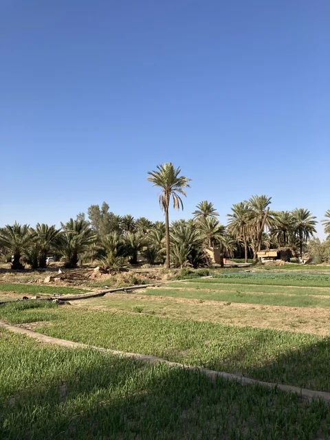 مزارع النخيل والحقول الزراعية في بريدة بالقصيم