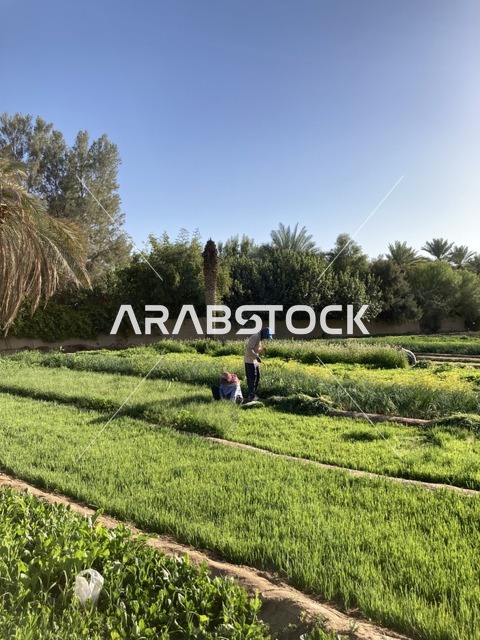 الحقول الزراعية والمزارعون في بريدة بمنطقة القصيم