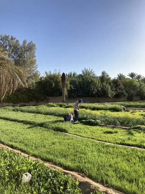 الحقول الزراعية والمزارعون في بريدة بمنطقة القصيم