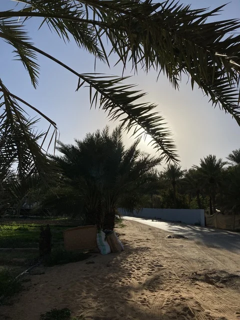 مزارع النخيل في بريدة القصيم بالمملكة العربية السعودية