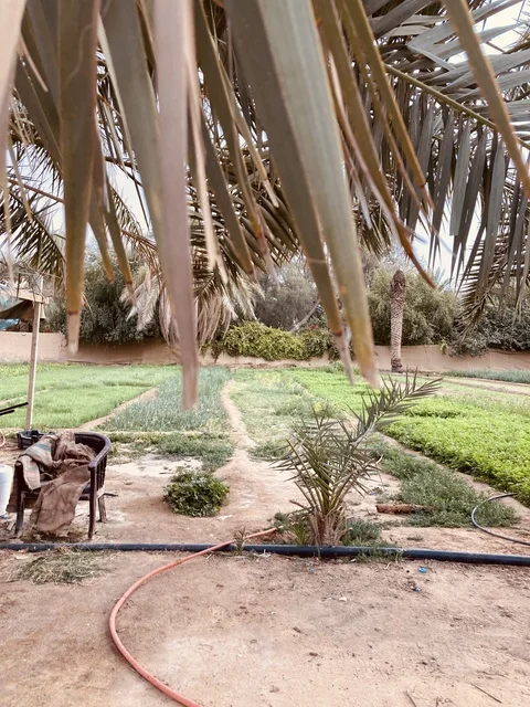 مزارع مدينة بريدة في منطقة القصيم السعودية