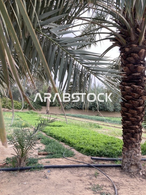 مزارع النخيل والمحاصيل الخضراء في مدينة بريدة بالقصيم
