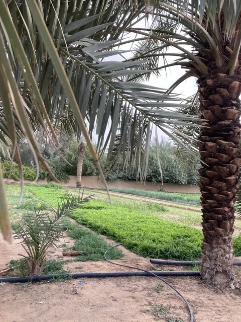 مزارع النخيل والمحاصيل الخضراء في مدينة بريدة بالقصيم