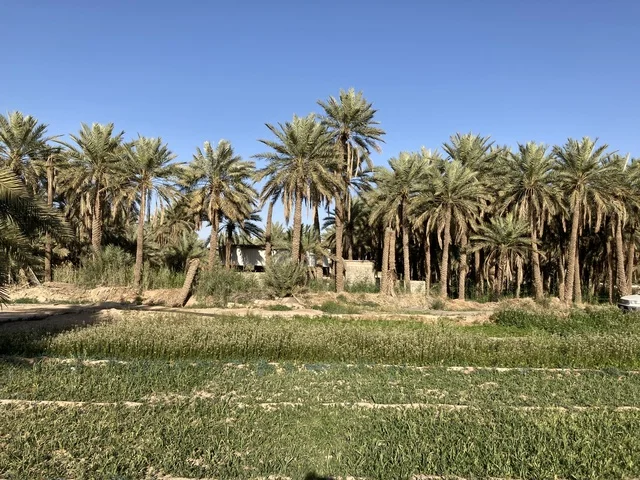 مزارع النخيل في بريدة القصيم منظر طبيعي ريفي