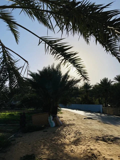 مزارع النخيل في مدينة بريدة منطقة القصيم