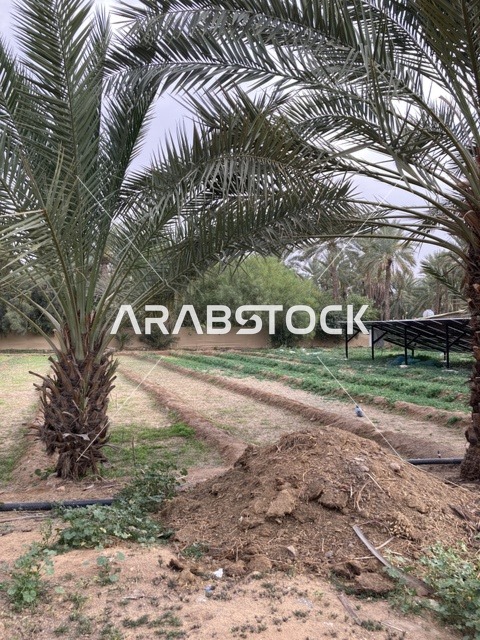 أشجار النخيل في مزارع بريدة بمنطقة القصيم