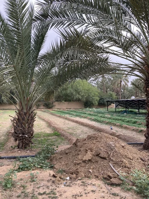 أشجار النخيل في مزارع بريدة بمنطقة القصيم