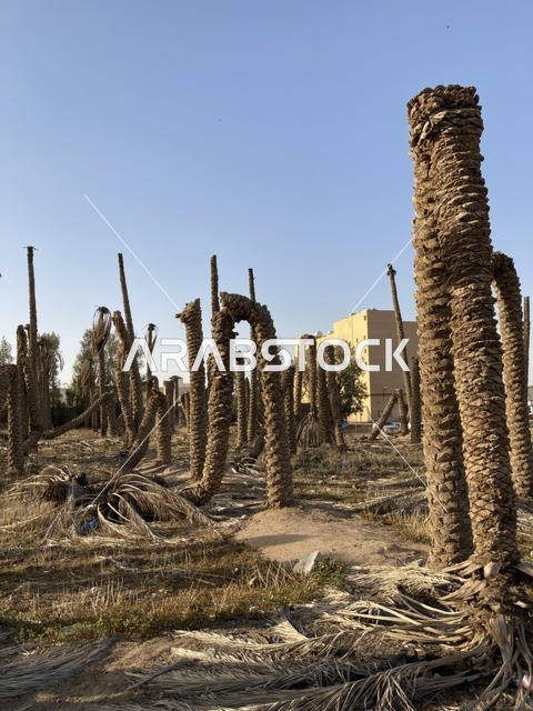 جذوع نخيل ميتة في مزارع بريدة القصيم