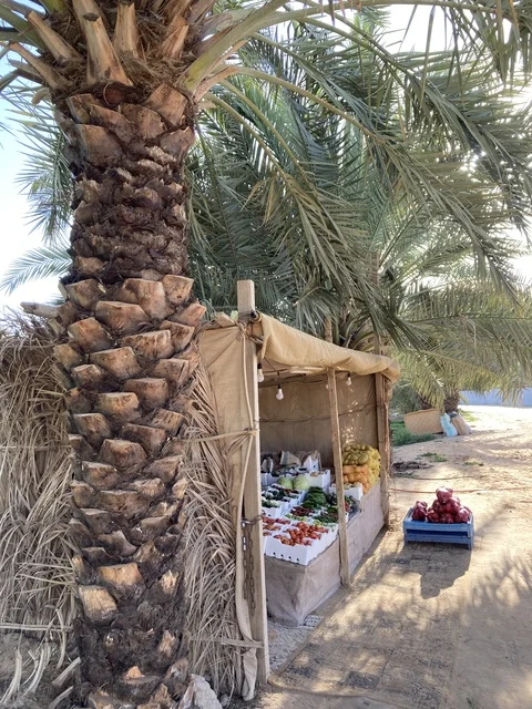 كشك خضروات تقليدي في مزارع مدينة بريدة بالقصيم