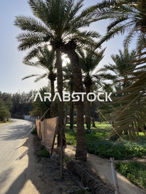 أشجار النخيل في مزارع مدينة بريدة بمنطقة القصيم نهارا
