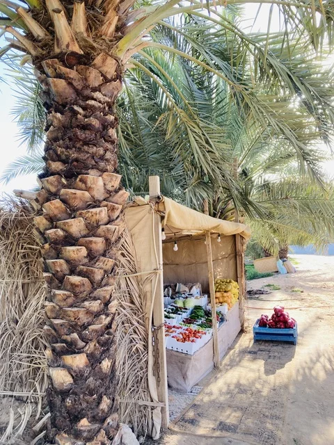 كشك خضروات تقليدي في مزارع مدينة بريدة بمنطقة القصيم