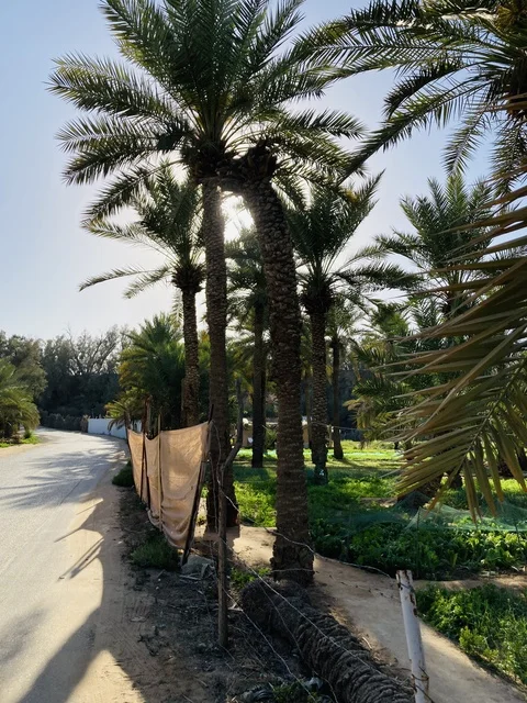 أشجار النخيل في مزارع مدينة بريدة بالقصيم