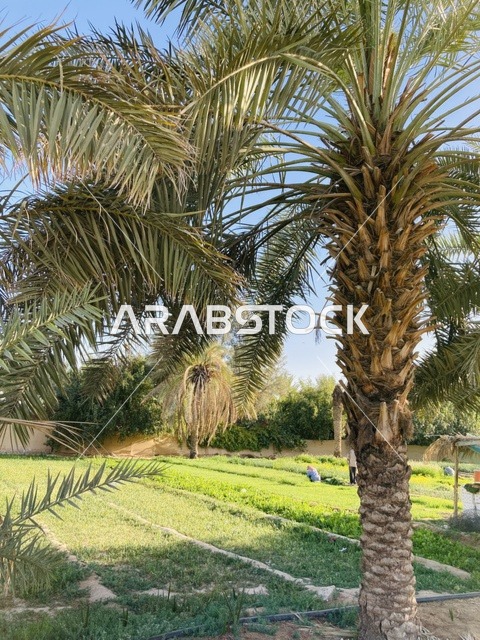 شجرة نخيل في مزارع بريدة بالقصيم السعودية